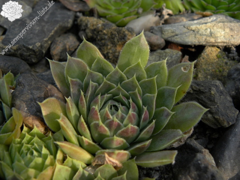 heuffelii (glabrum) from Belogradčik