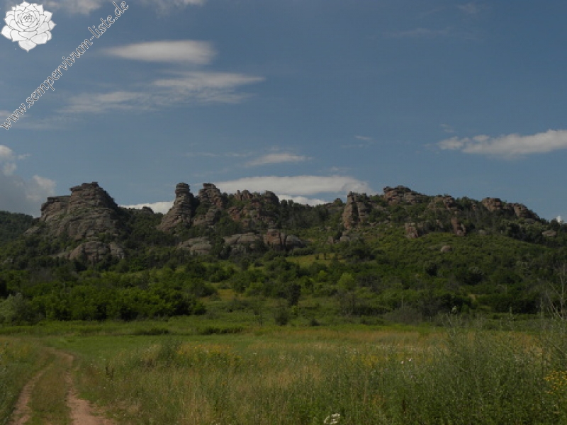 heuffelii (glabrum) from Belogradčik