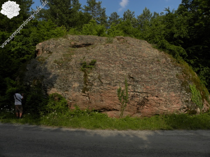 heuffelii (glabrum) from Belogradčik
