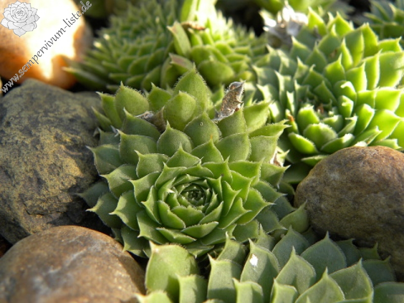 heuffelii (glabrum) from Bijak Dorok