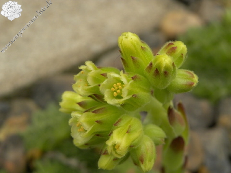 heuffelii (glabrum) from Bijak Dorok