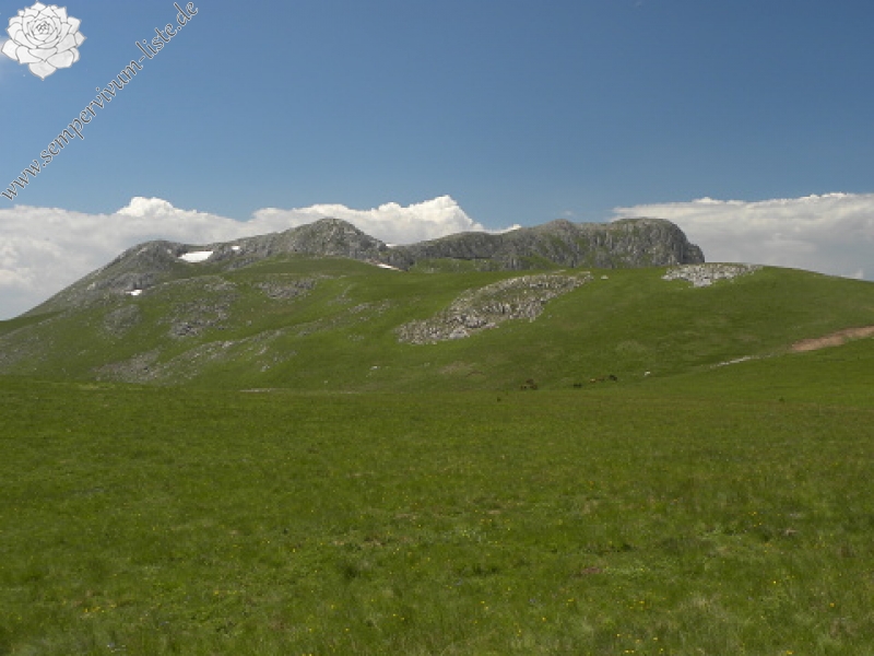 heuffelii (glabrum) from Bijak Dorok