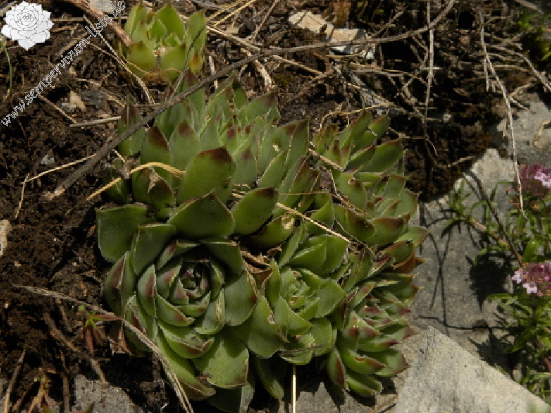 heuffelii (glabrum) from Brian i Bunsit