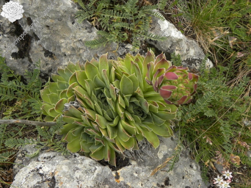 heuffelii (glabrum) from Cete