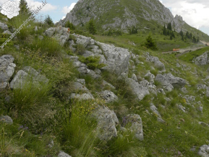 heuffelii (glabrum) from Cete