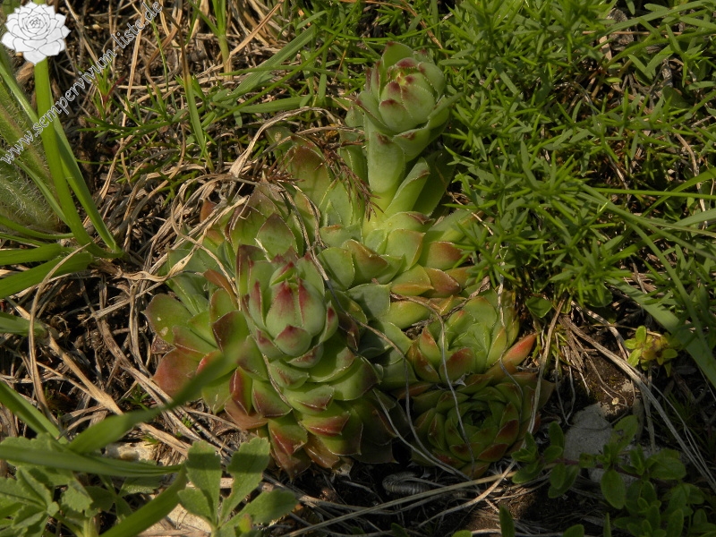 heuffelii (glabrum) from Ćurovac, Aussicht