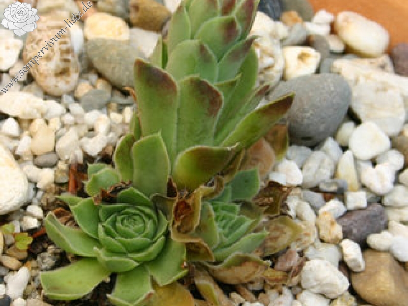 heuffelii (glabrum) from Debar Road