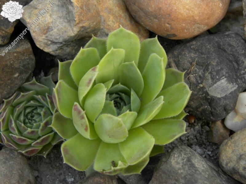 heuffelii (glabrum) from Debar Road