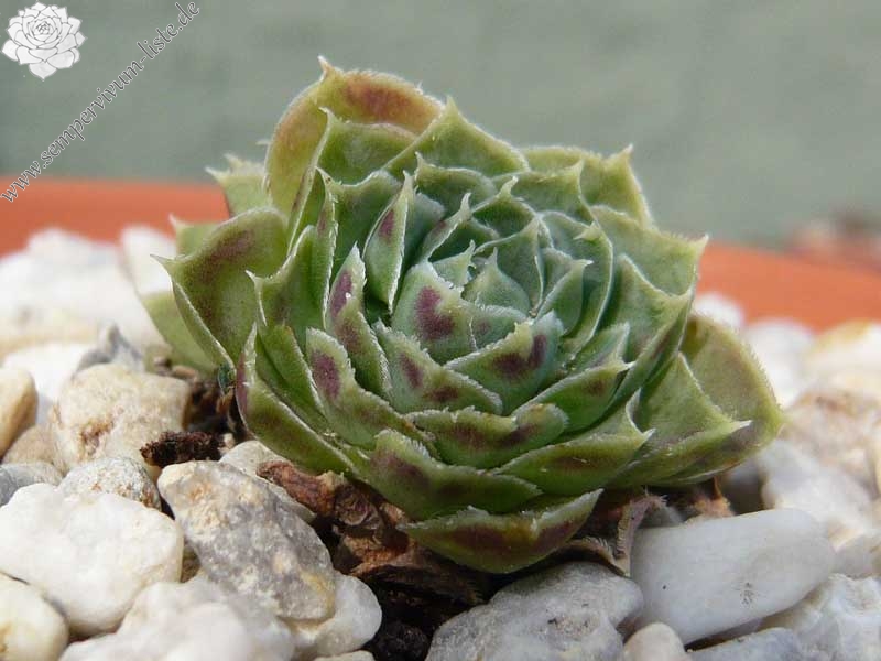 heuffelii (glabrum) from Debar Road
