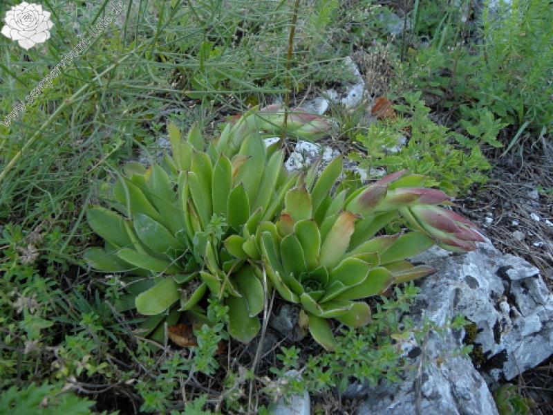 heuffelii from Domogled