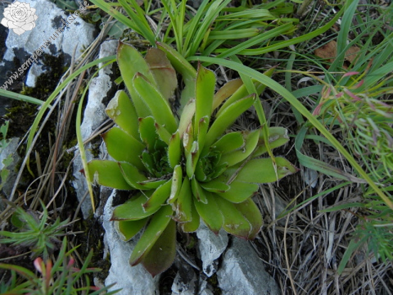 heuffelii from Domogled