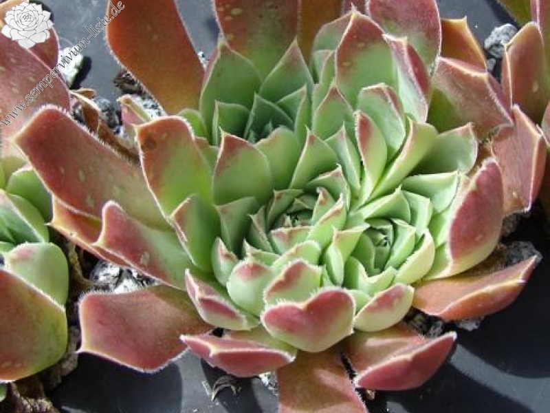 heuffelii (glabrum) from Galičica