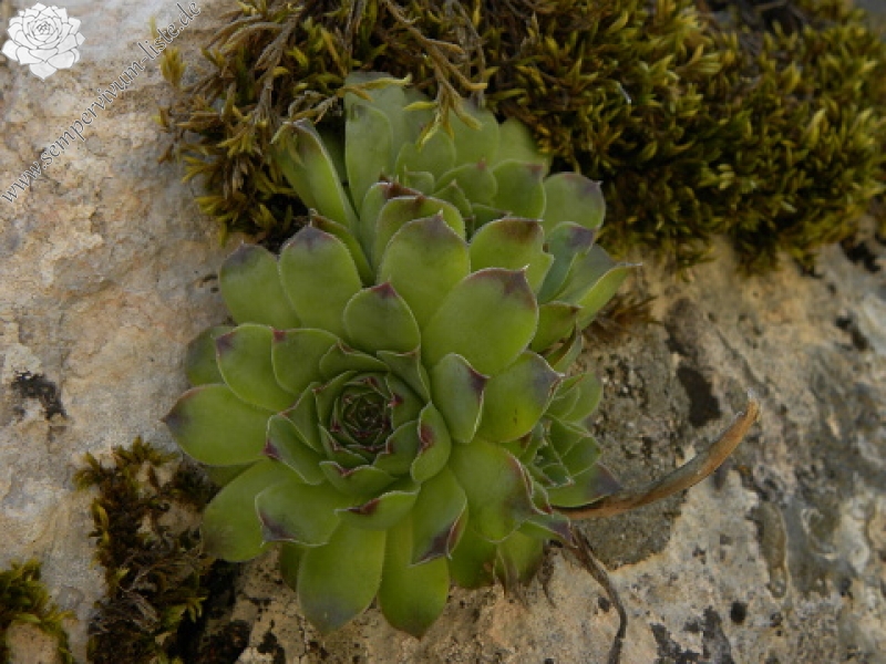 heuffelii (glabrum) from Gornje Vusanje