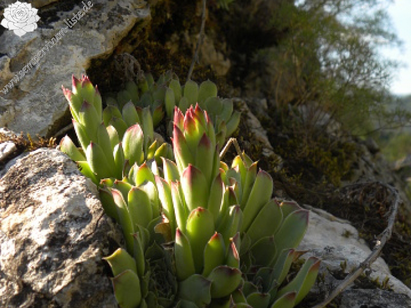 heuffelii (glabrum) from Gornje Vusanje