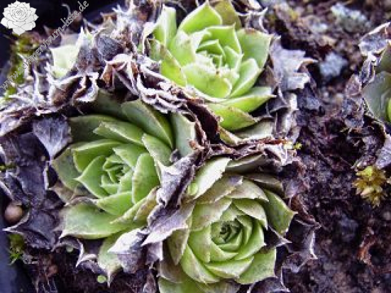 heuffelii (glabrum) from Hajla