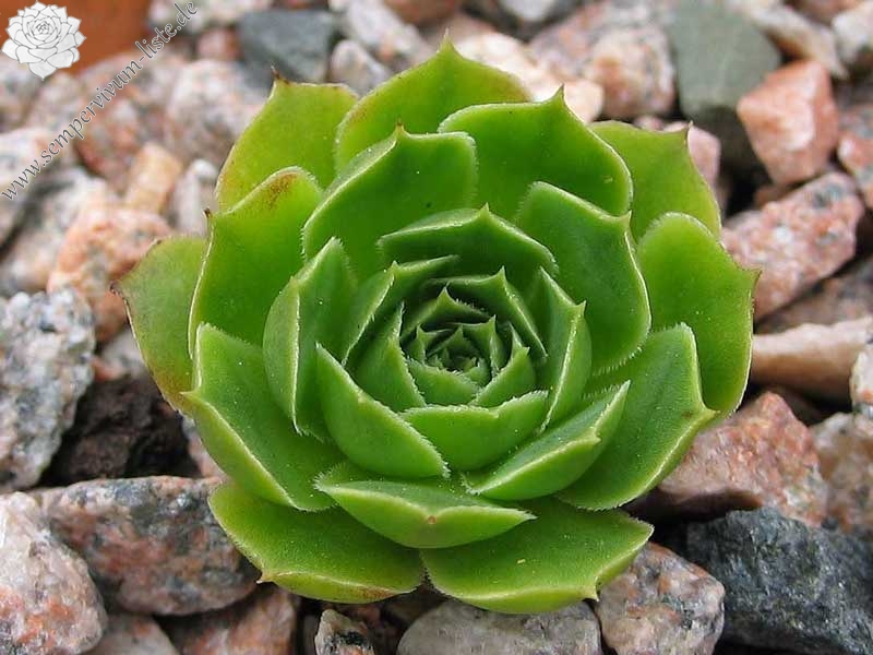 heuffelii (glabrum) from Hajla