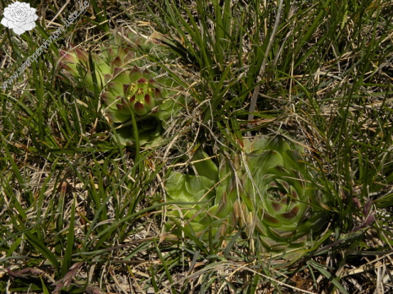 heuffelii (glabrum) from Kom Vasojevički (Gipfel)