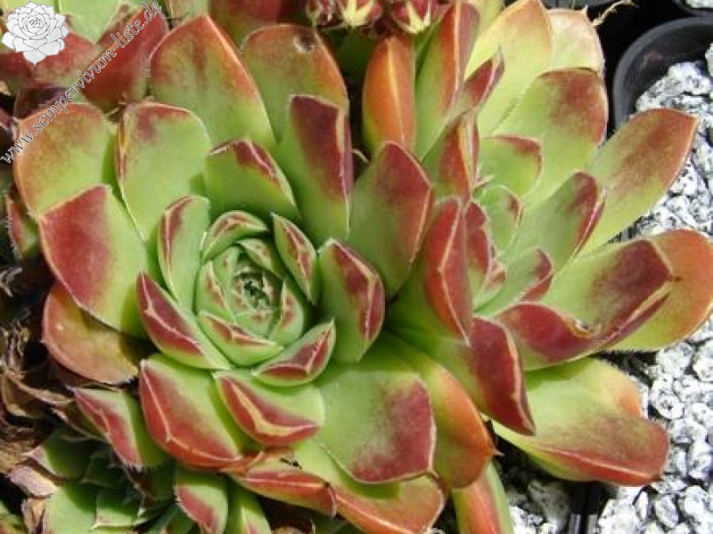 heuffelii (glabrum) from Kopaonik