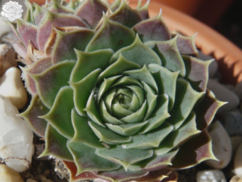 heuffelii (glabrum) from Ljuboten