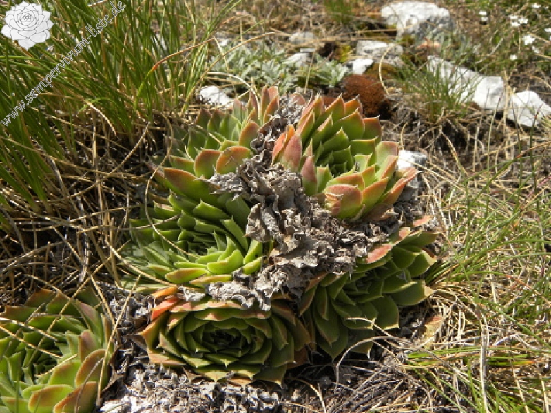 heuffelii (glabrum) from Ljuboten
