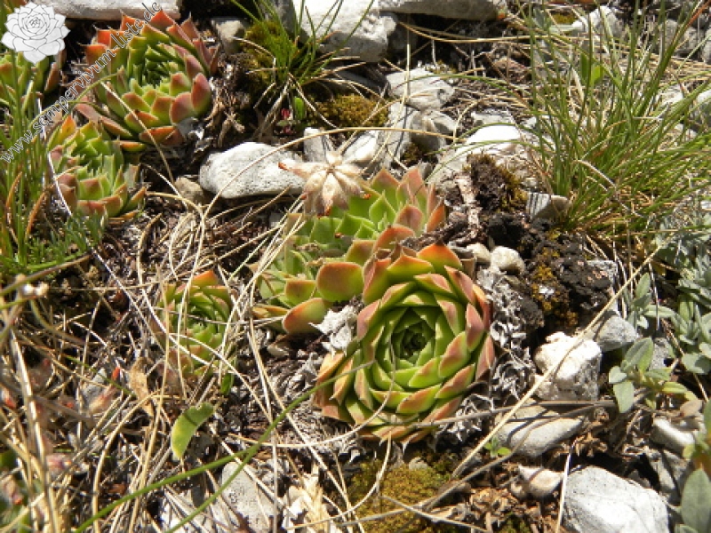 heuffelii (glabrum) from Ljuboten