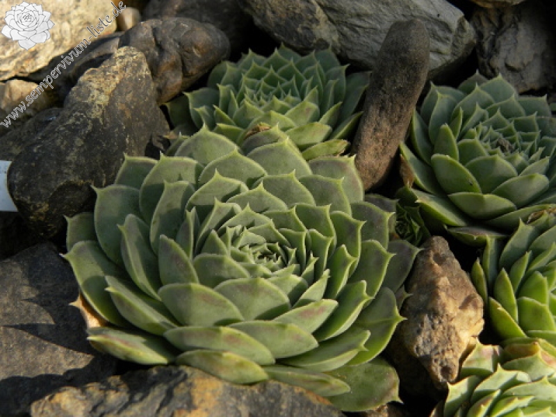 heuffelii (glabrum) from Ljuboten