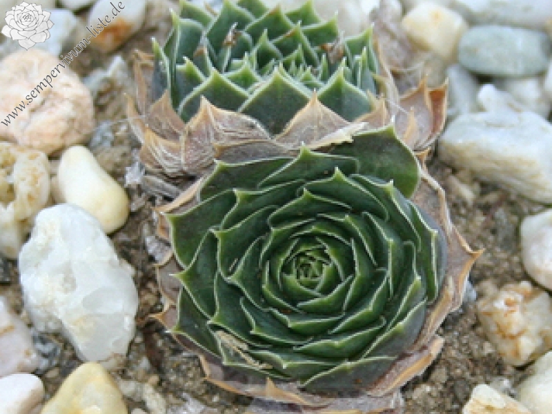 heuffelii (glabrum) from Ljuboten