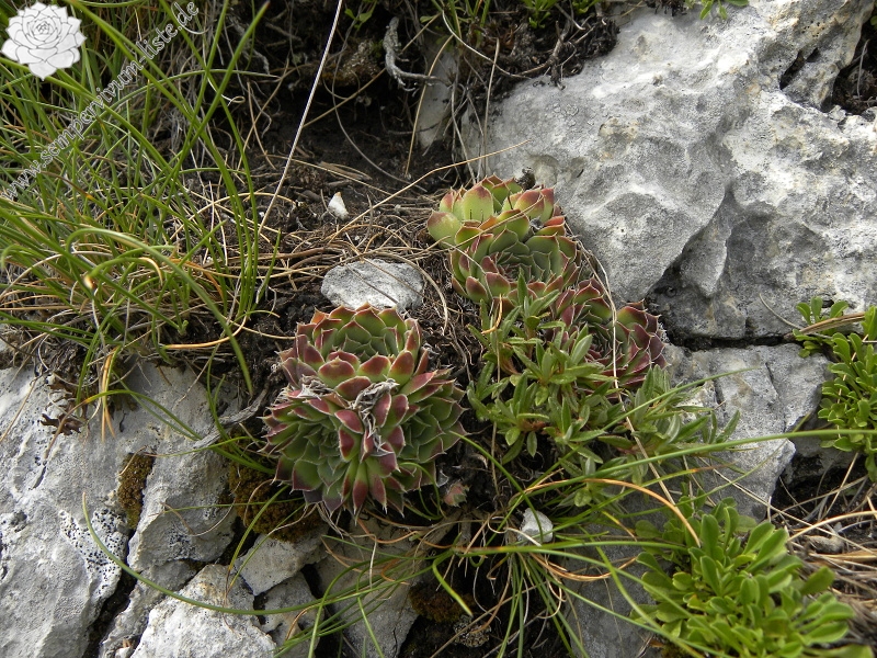 heuffelii (glabrum) from Mala Greda