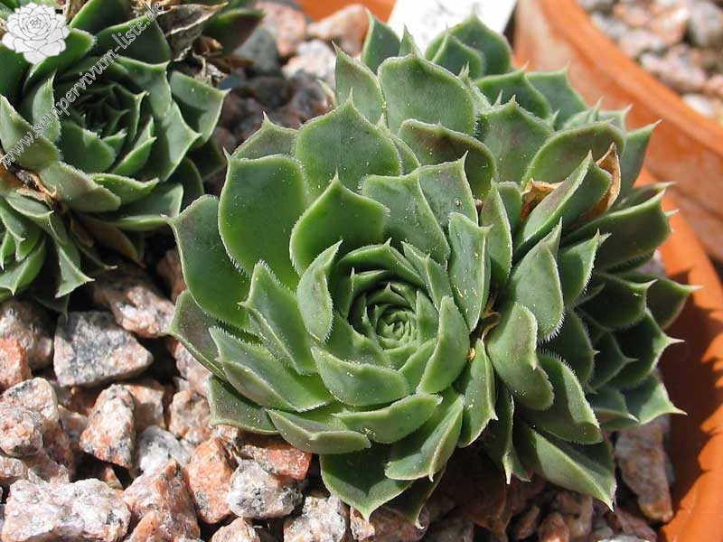 heuffelii (glabrum) from Matka