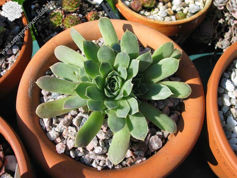 heuffelii (glabrum) from Matka