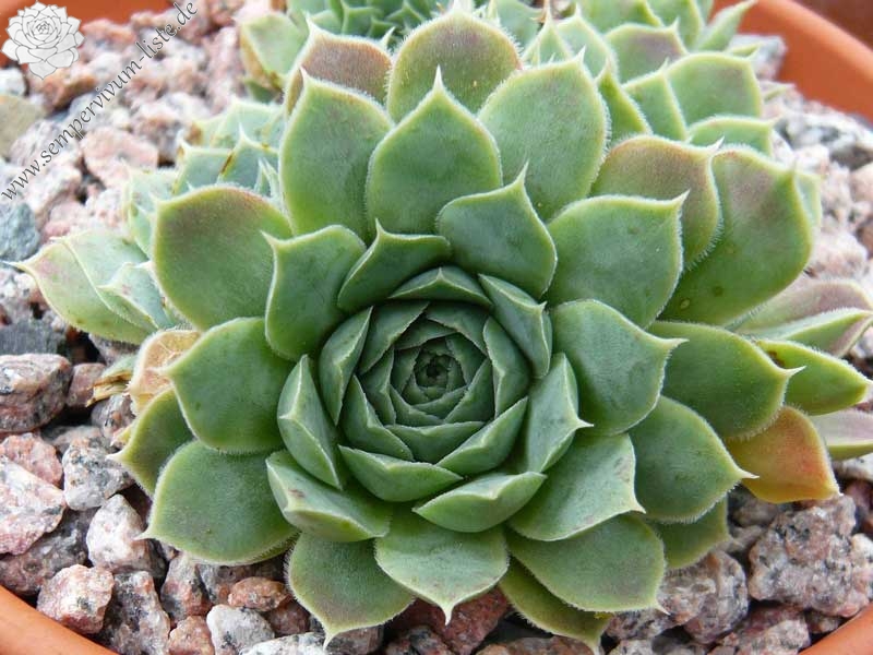 heuffelii (glabrum) from Matka