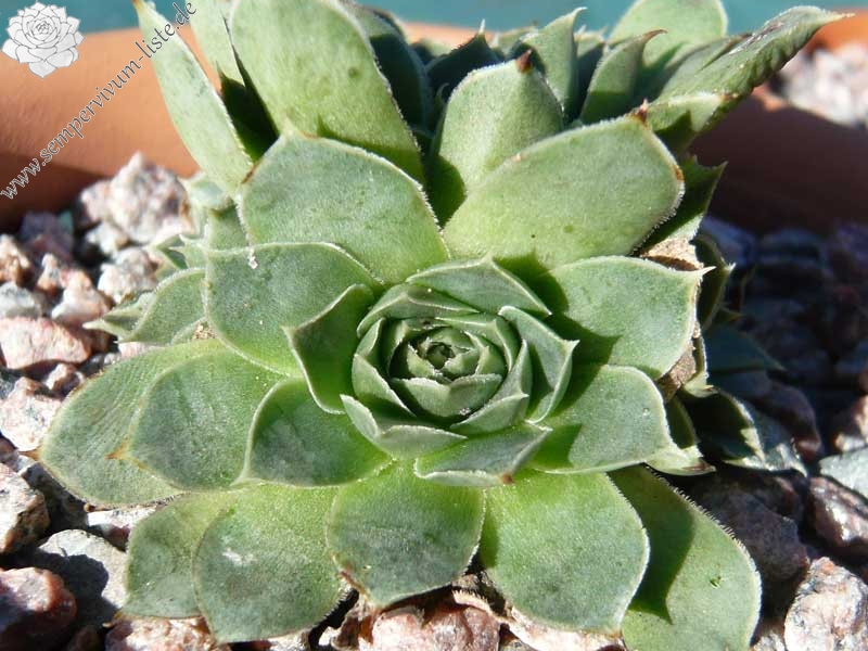 heuffelii (glabrum) from Matka