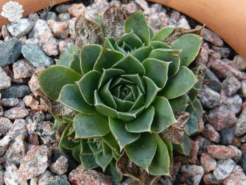 heuffelii (glabrum) from Matka