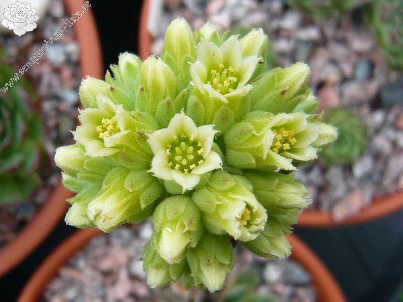 heuffelii (glabrum) from Matka