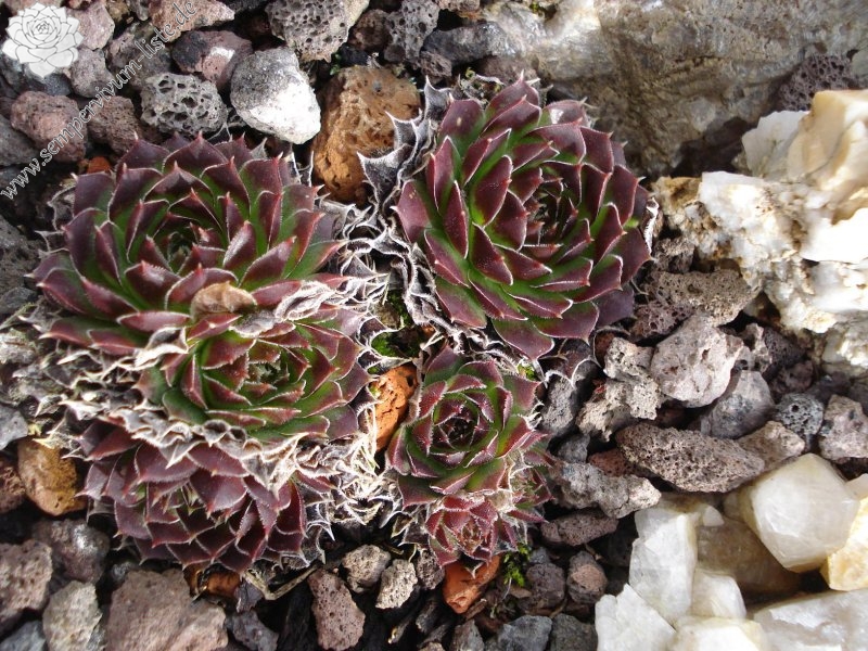 heuffelii (glabrum) from Osljak