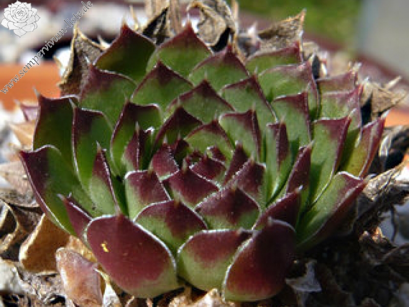 heuffelii (glabrum) from Osljak