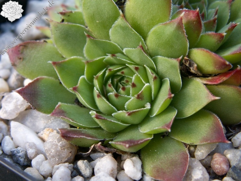 heuffelii (glabrum) from Osljak