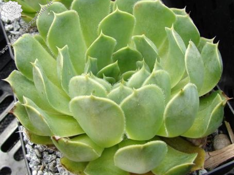 heuffelii (glabrum) from Ossa