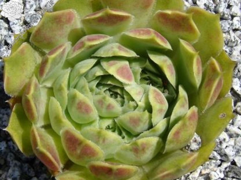 heuffelii (glabrum) from Ossa