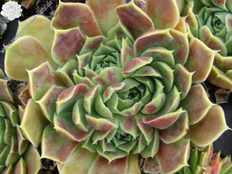 heuffelii (glabrum) from Ossa