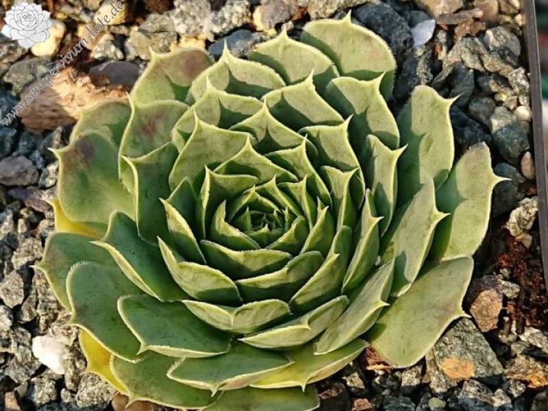 heuffelii (glabrum) from Ossa