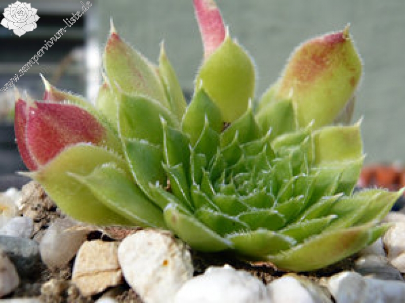 heuffelii (glabrum) from Poljana