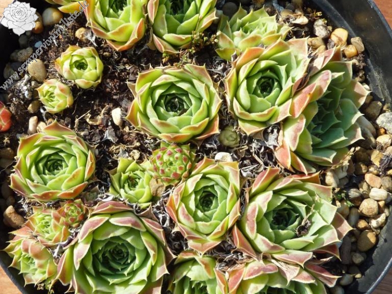 heuffelii (glabrum) from Popova Šapka