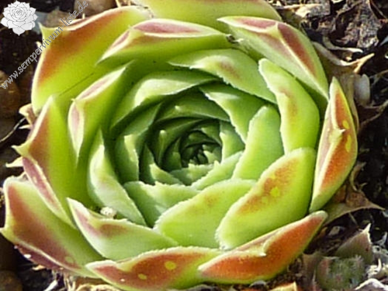 heuffelii (glabrum) from Popova Šapka