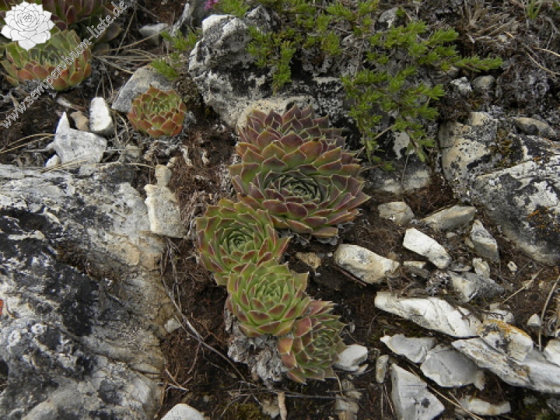 heuffelii (glabrum) from Popova Šapka