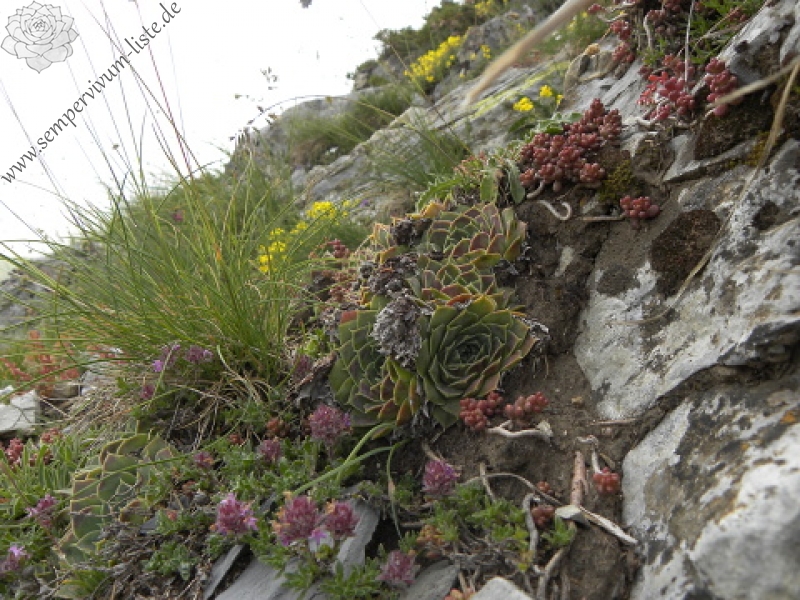 heuffelii (glabrum) from Popova Šapka