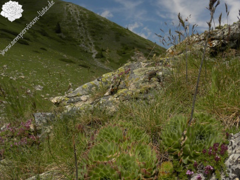 heuffelii (glabrum) from Popova Šapka