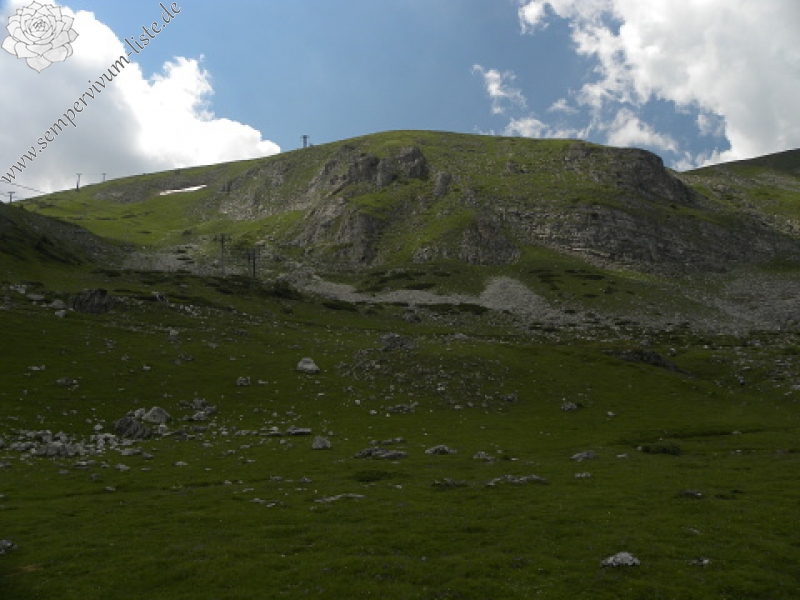 heuffelii (glabrum) from Popova Šapka