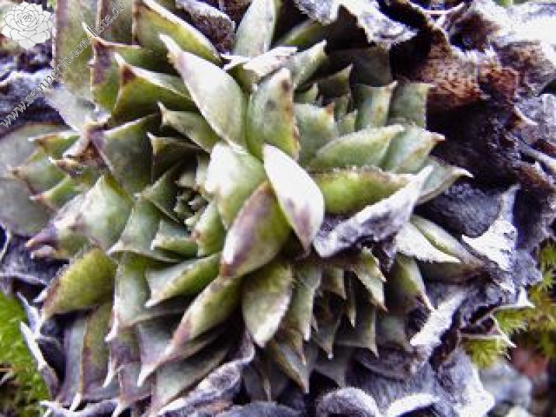 heuffelii (glabrum) from Rhodopen