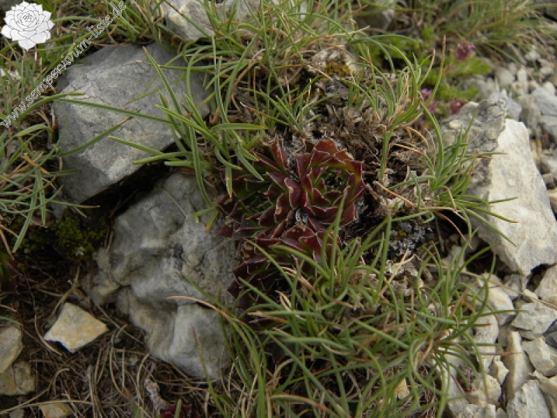 heuffelii (glabrum) from Sattel unter Daneš